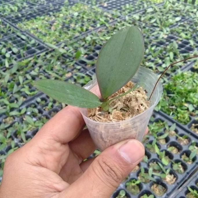 PAKET ANGGREK MURAH 7 SEEDLING ANGGREK BULAN