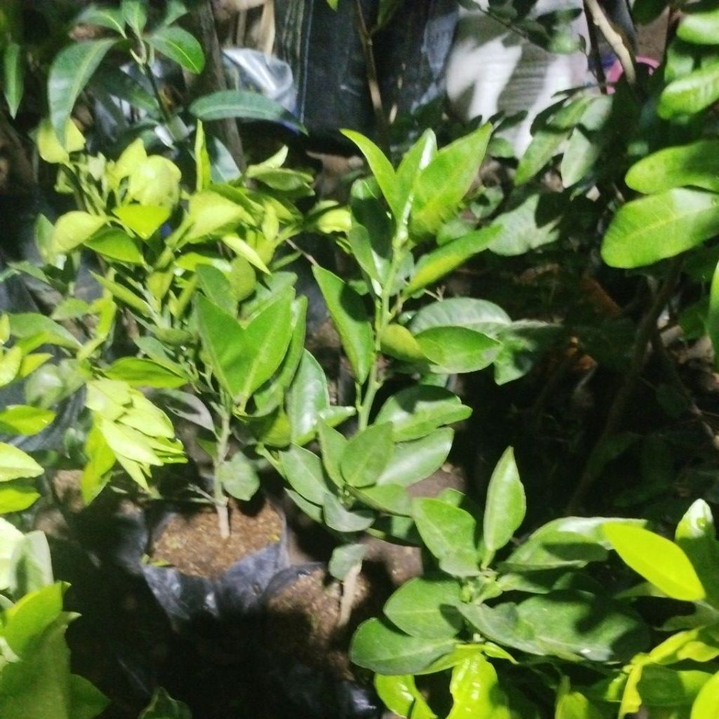 bibit jeruk baby red