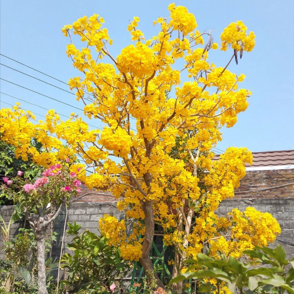 Pohon tabebuya 1 meter bunga kuning