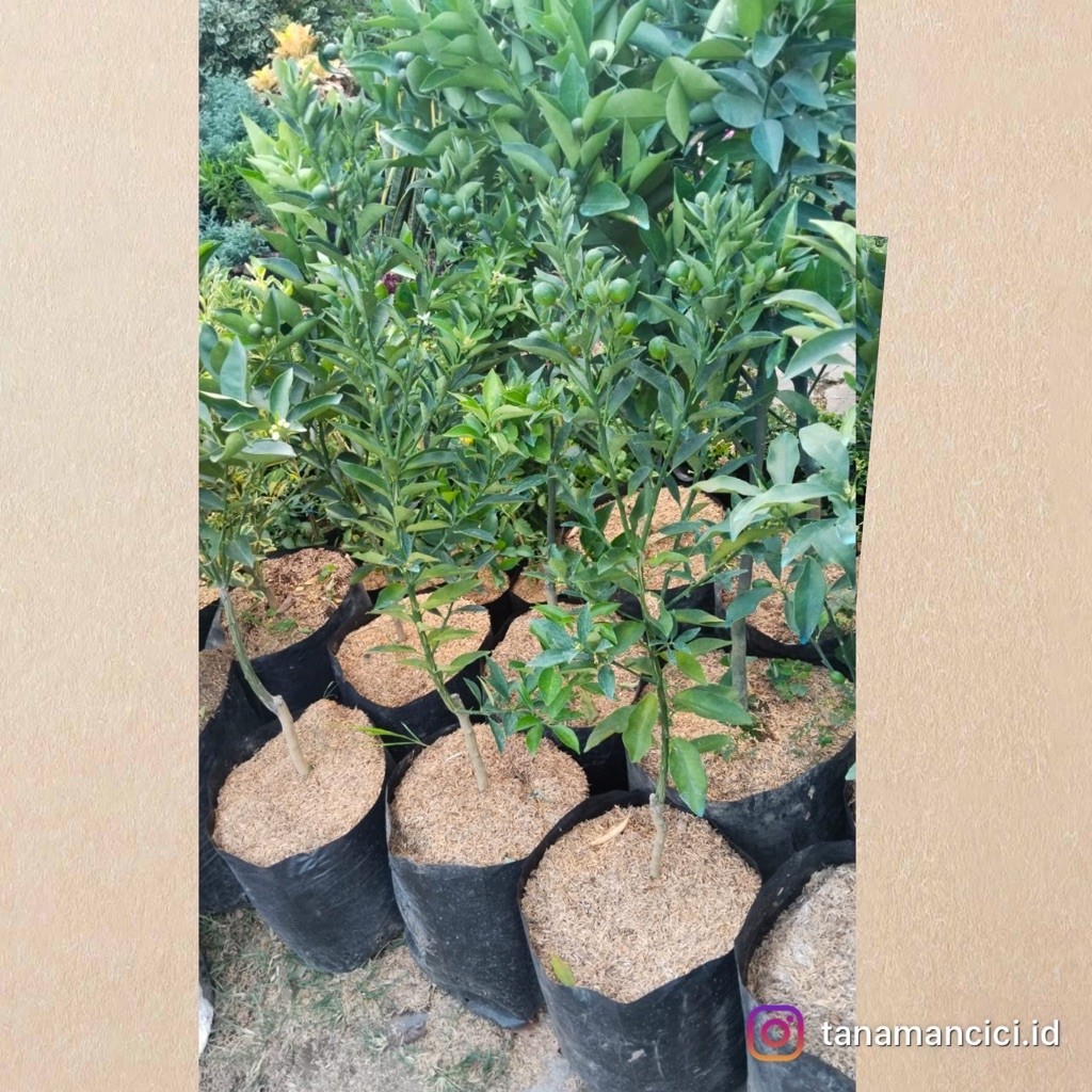 tanaman buah jeruk sunkist merah, santang cutayam, monde varigata, siam pontianak, tongheng, nagami,
