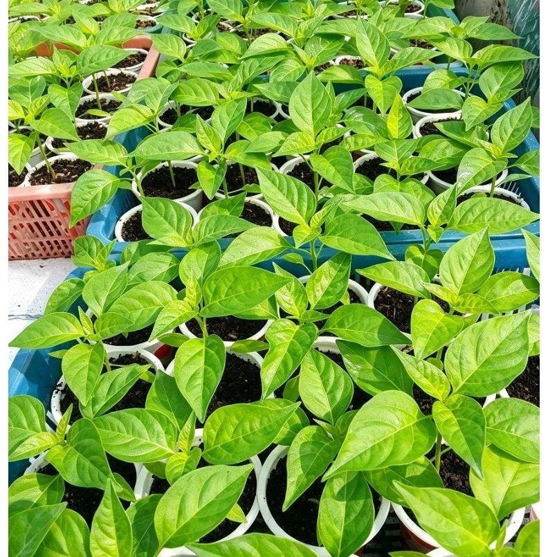 bibit pohon cabe perpohon
