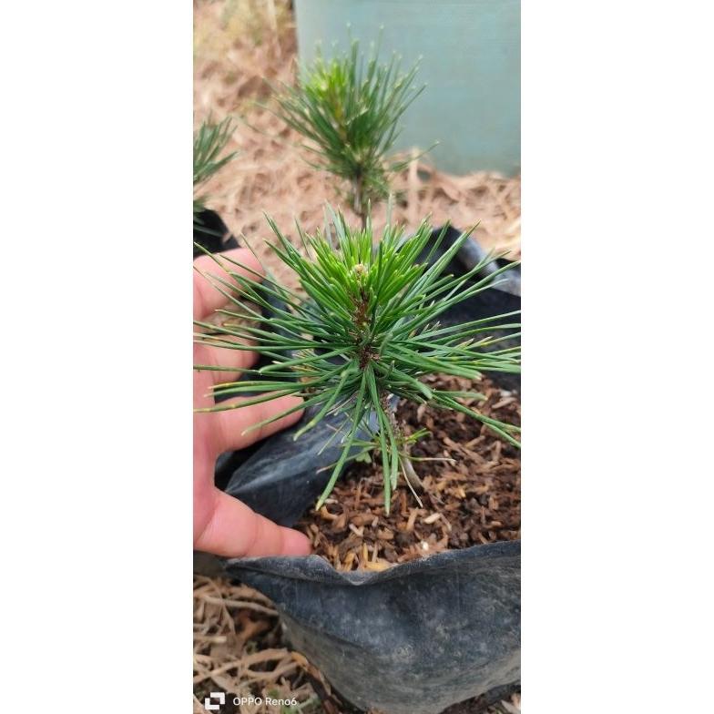 Bibit Bonsai Japanese Black Pine Semai Biji/ Pinus Thunbergii Best