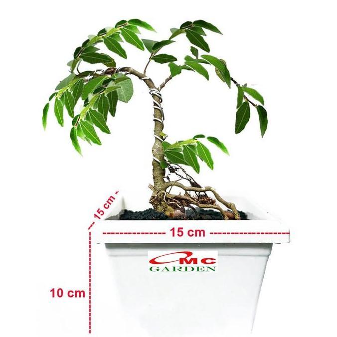 Promo Bibit Bonsai Bonsae Beringin Amplas Putih Ficus Ampelas 10-20 Diskon