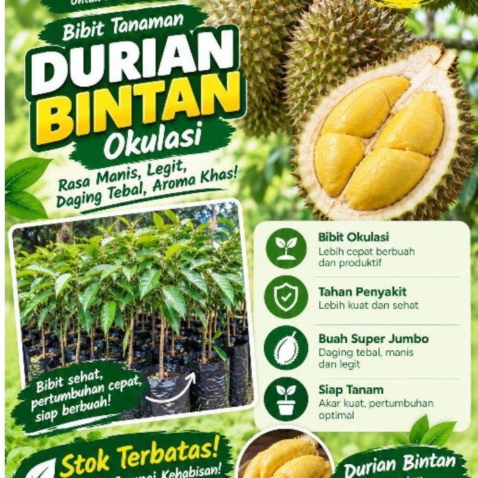 Bibit Durian Bintan Okulasi Murah/Bibit Durian Bintan Okulasi