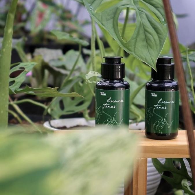 Hormon Penumbuh Tunas Tanaman Hormon Penumbuh Tunas Anggrek Allshop