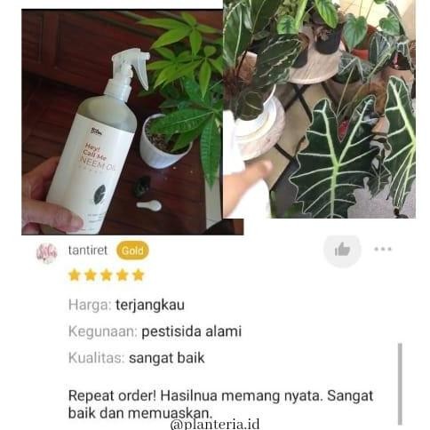 Neem Oil Spray Neem Oil Pestisida Organik Ektrak Daun Sirsak Allshop