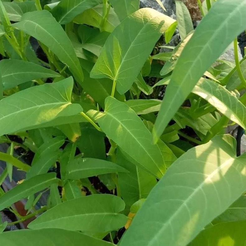 [Adeevathar] Benih Bibit Kangkung Super Cap Tani Ud. Hartanindo 1Kg