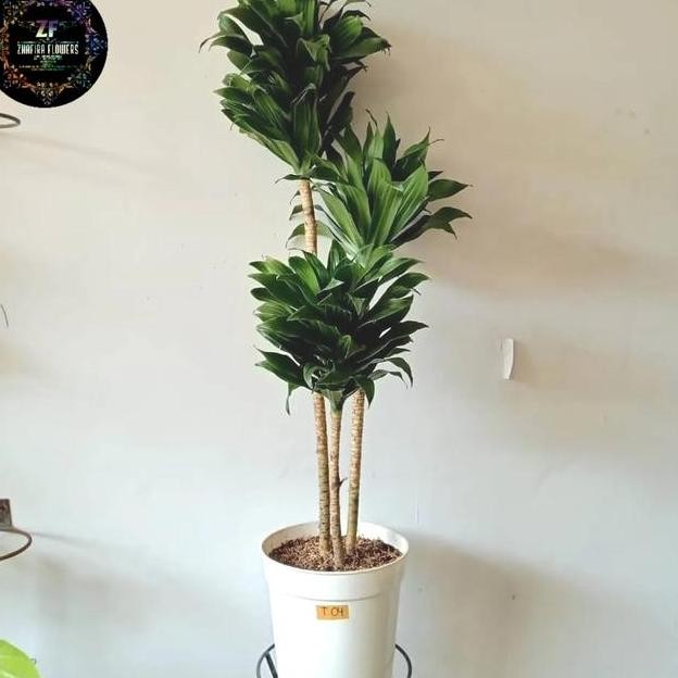 Hias Hanjuang Kemoceng