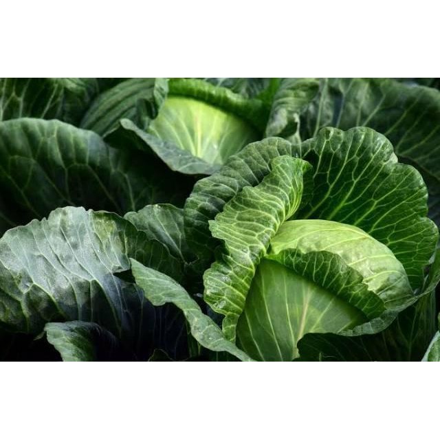 

[Cod] - 50 Biji - Benih Kubis Kol Polaris F1 Tahan Akar Gada