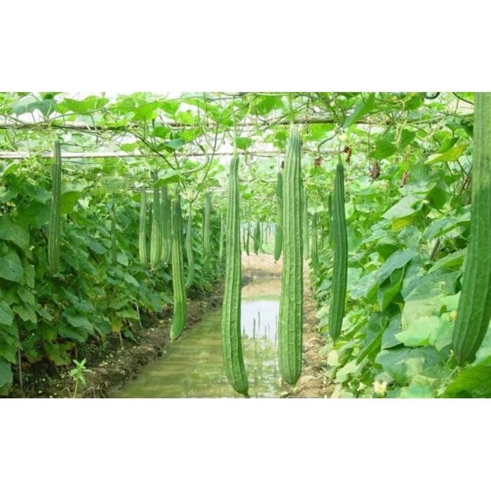 Cod - 2 Biji - Benih Oyong Import Jumbo Miriam F1 - Bibit Gambas Panjang