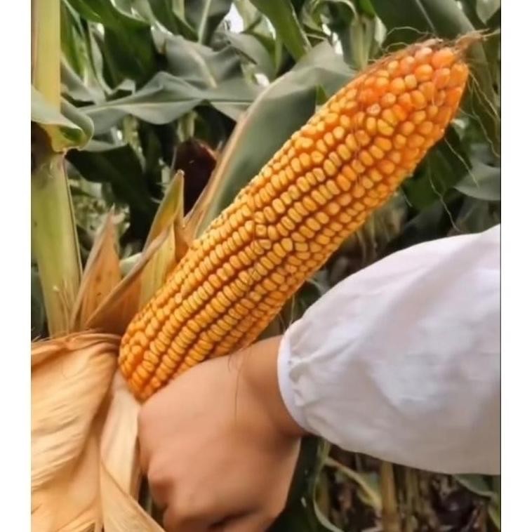 Terlaris 1 Kg Biji / Benih Jagung Raksasa