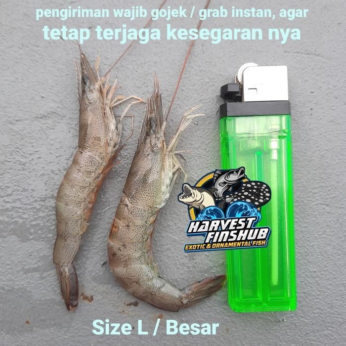 

LS udang api beku fresh size besar/pakan ikan/komsumsi 500gr/1kg