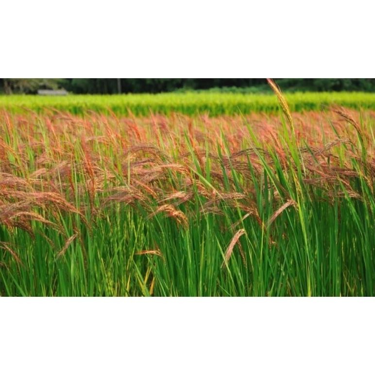 Bibit Ketan Merah 1 Kg Beras Pulut Merah