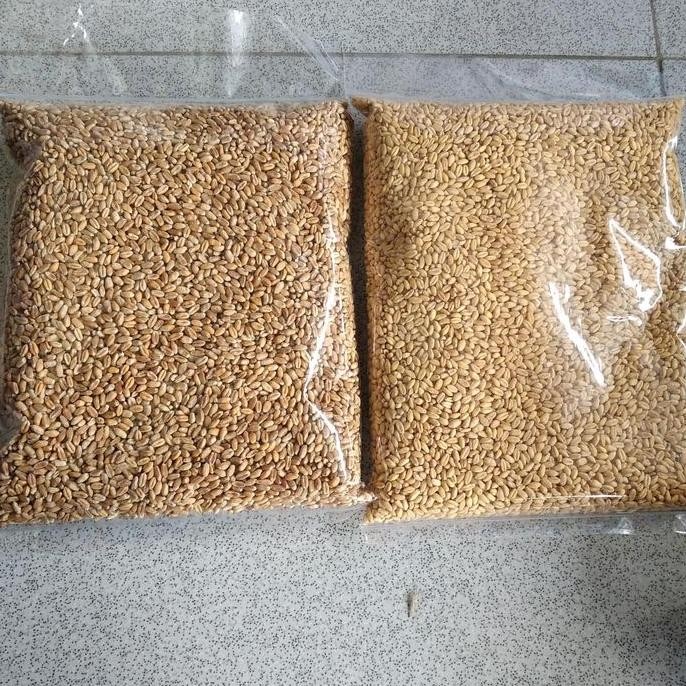 

Catgrass Wheatgrass Benih Gandum Utuh 1 kilogram