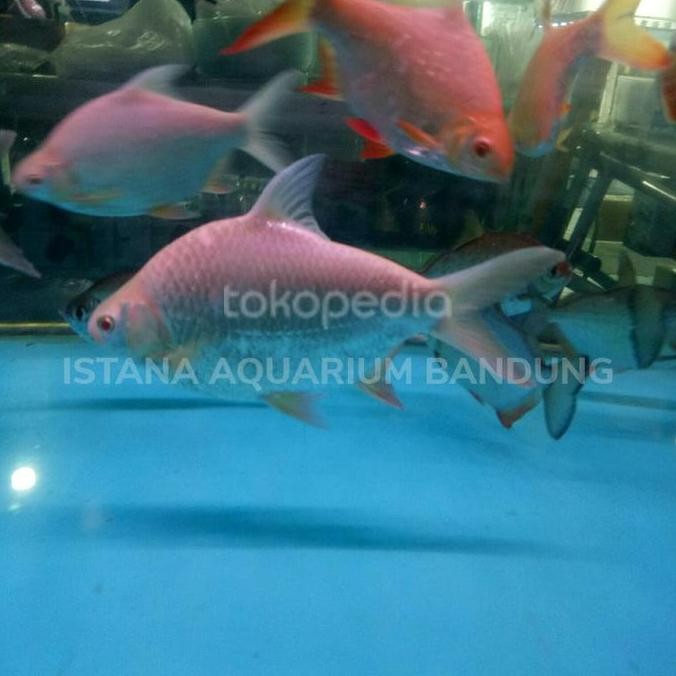 TERBARU - kaviat bangkok big size