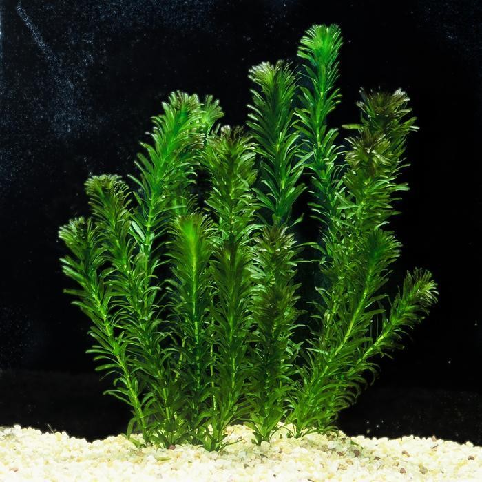 RAS Hydrilla verticillata tanaman aquascape aquarium tumbuhan air
