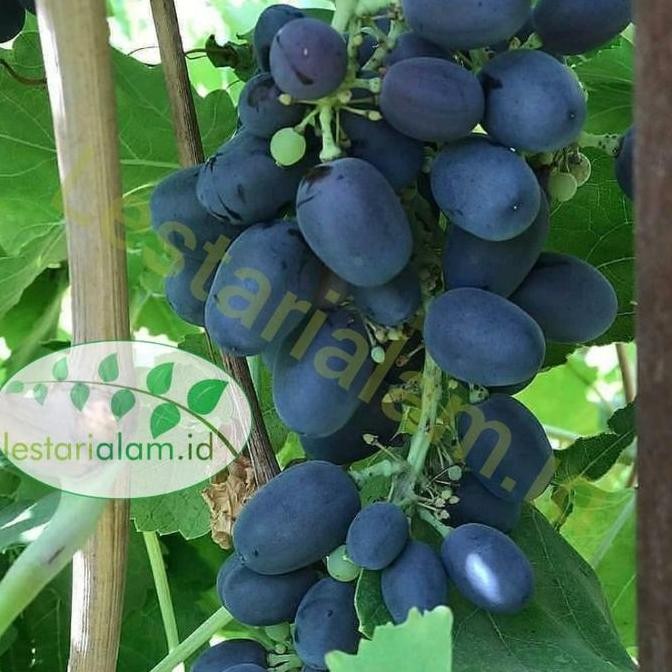 PREMIUM HARGA PROMO Bibit tanaman pohon buah anggur hitam bibit anggur hitam