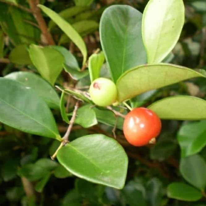 PREMIUM Bibit Pohon Beach Cherry Merah - Buah Ceri - Tanaman Beach Ceri Merah ATV