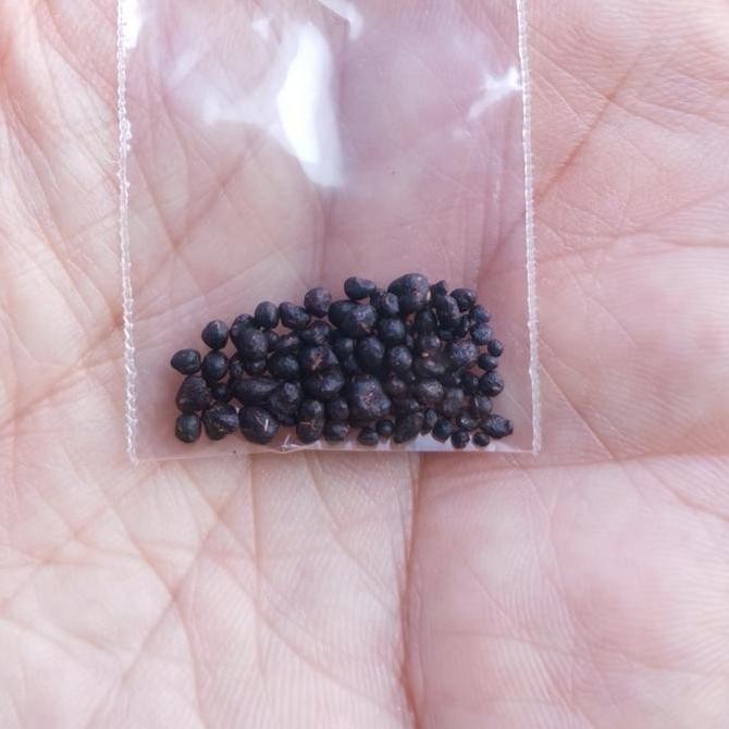 New Dharma pills Vajra kilaya dr vihara tibet