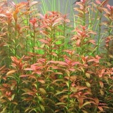 Rotala Florida Sunset - Tanaman Aquascape