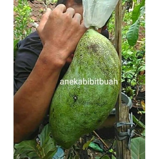 BIBIT MANGGA MAHATIR SUPER JUMBO