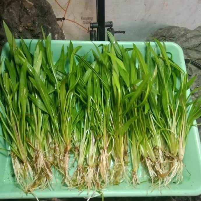 Echinodorus Angustifolius