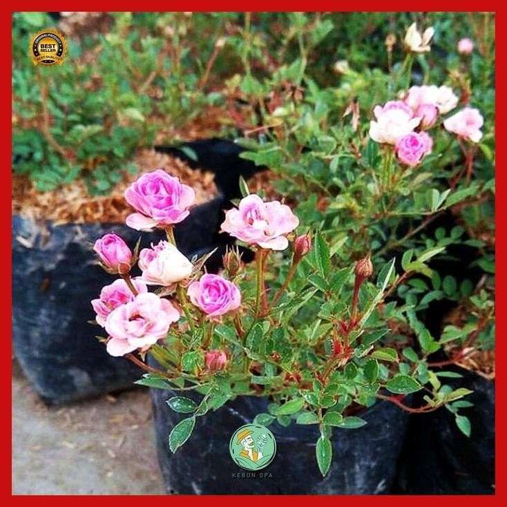 (Diskon) Bibit Tanaman Mawar Baby Rose Murah Bestseller