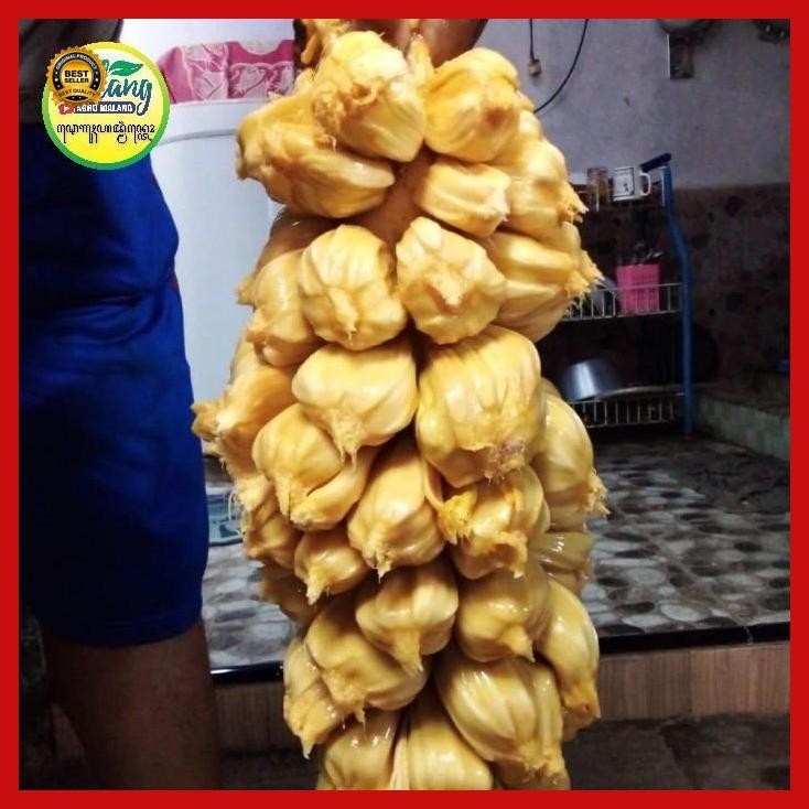 (Promo) Cempedak King Kuning Sambung Susu Bestseller