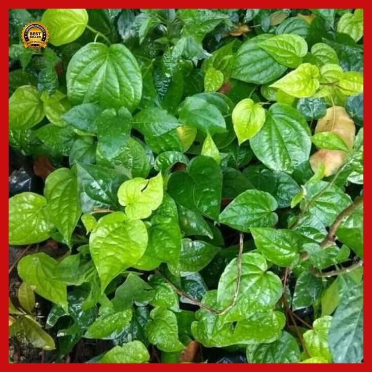 

(Diskon) Sirih Hijau Segar Bestseller