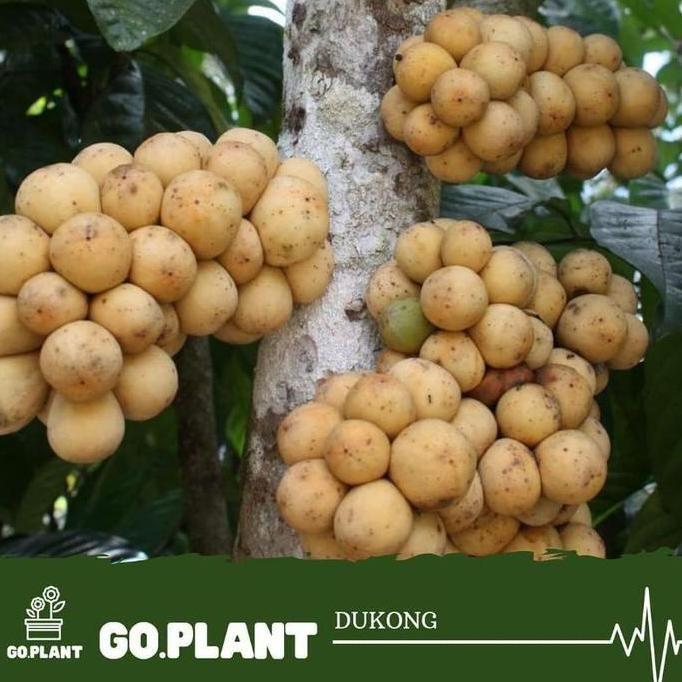 BIBIT DUKU TANPA BIJI / DUKONG cepat berbuah