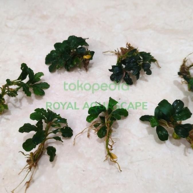 Buce / Bucephalandra Sp Mini