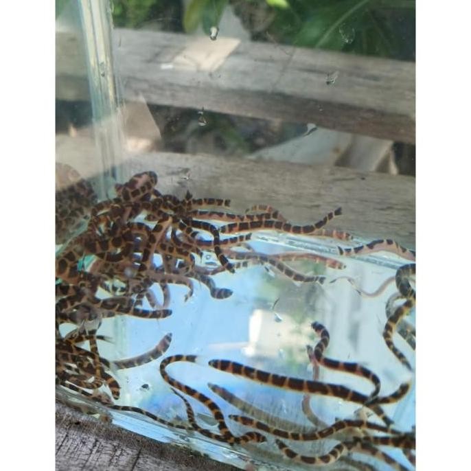 Ikan hias aquarium kuhli loach ikan uler