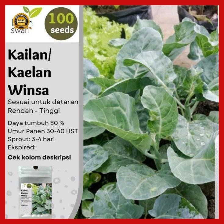 (Terbaru) Isi 100 Butir Benih Kailan Winsa Bestseller