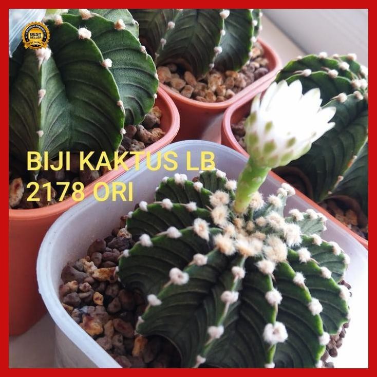 (Terbaru) Biji Kaktus Lb2178 Ori Bestseller