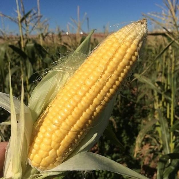 15 Biji - Benih Jagung Manis BONANZA F1