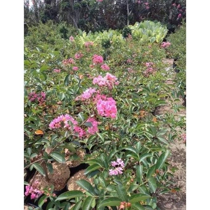 Tanaman Bibit bunga sakura jepang sudah berbunga