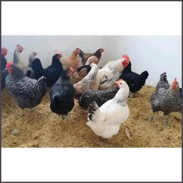 

FRESHH TELUR TETAS AYAM KUNTARA 4 ORY DARI PETERNAK LANGSUNG UNTUK DI TERBARU
