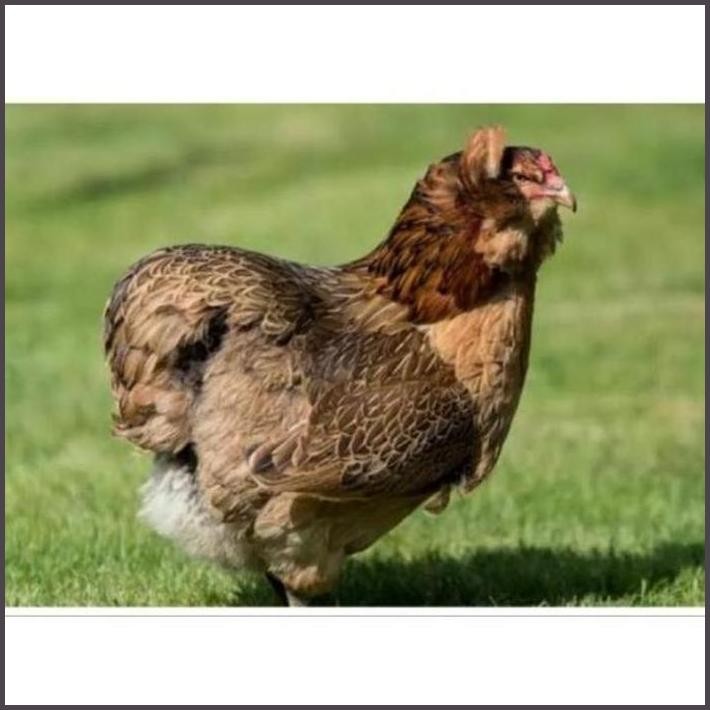 

FRESHH TELUR AYAM HIAS AMERAUCANA BERTELUR BIRU, BISA DITETASKAN, LANGKA & UNIK BERKUALITAS TERBARU