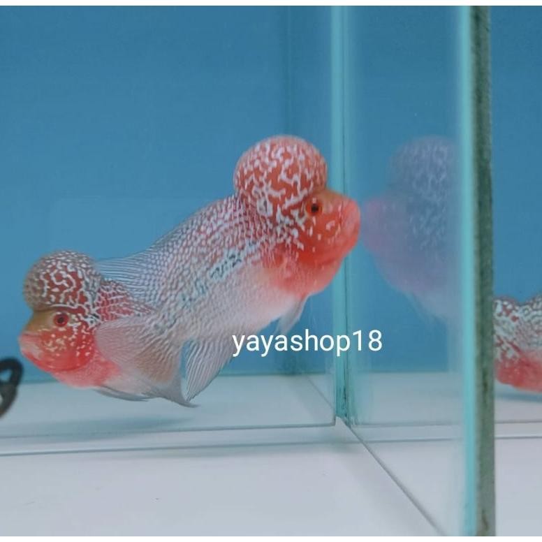 Hot Louhan Srd / Srm Ori Thailand Kualitas Bagus Hiasan Aquarium Ad-77