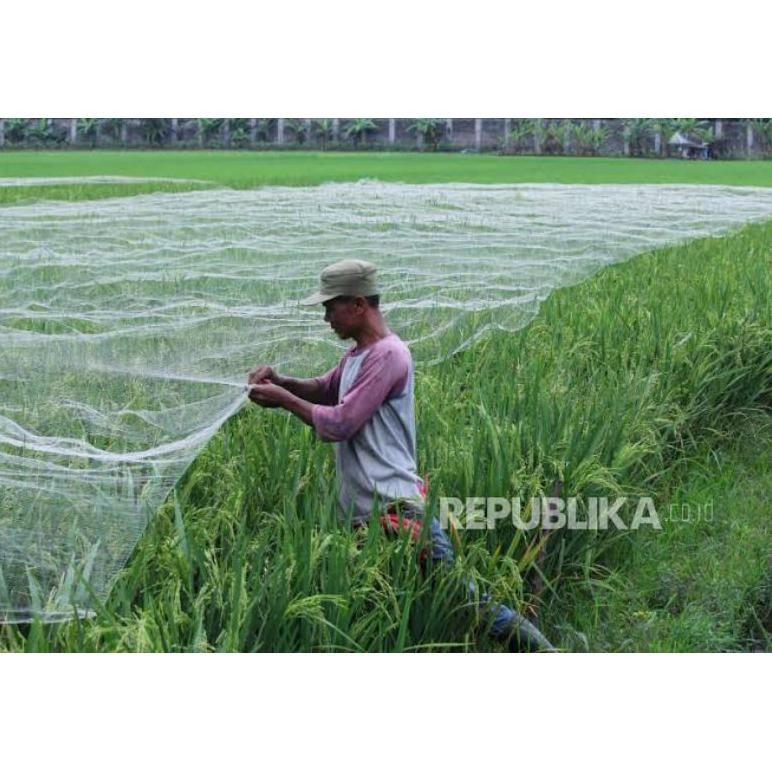 JARING PENUTUP PADI / JARING BURUNG SAWAH / JARING PIPIT / JARING EMPRIT / JARING PADI / JARING SAWA