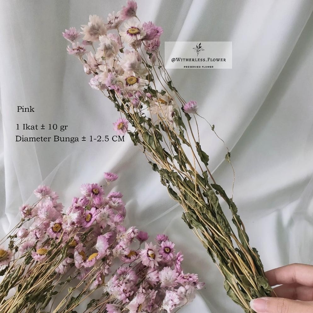 Fue-K5X20 10 Gr Dried Rodanthe Flower / Dried Flower Daisy Rodanthe / Bunga Kering Wdr-75