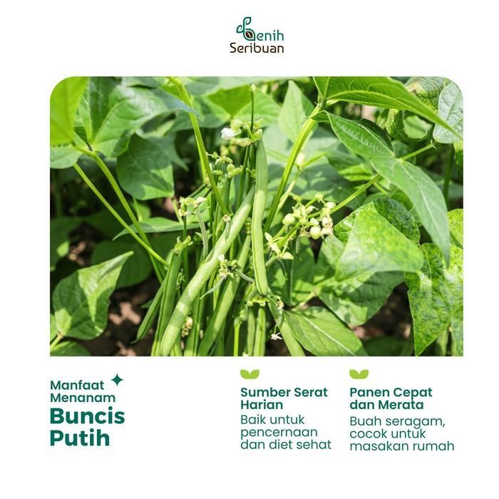 

(Terbaru) Benih Buncis Putih - Benih Sayuran Seribuan Bestseller