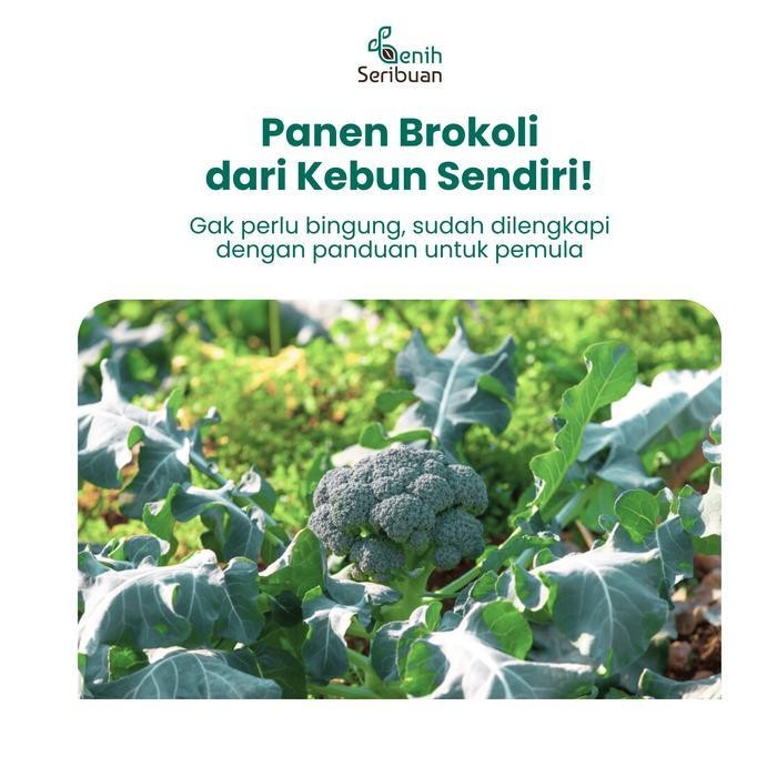 

(Best Saller) Benih Brokoli Hijau F1 - Benih Sayuran Seribuan Bestseller