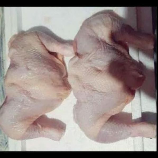 

paha ayam fresh 1 kg