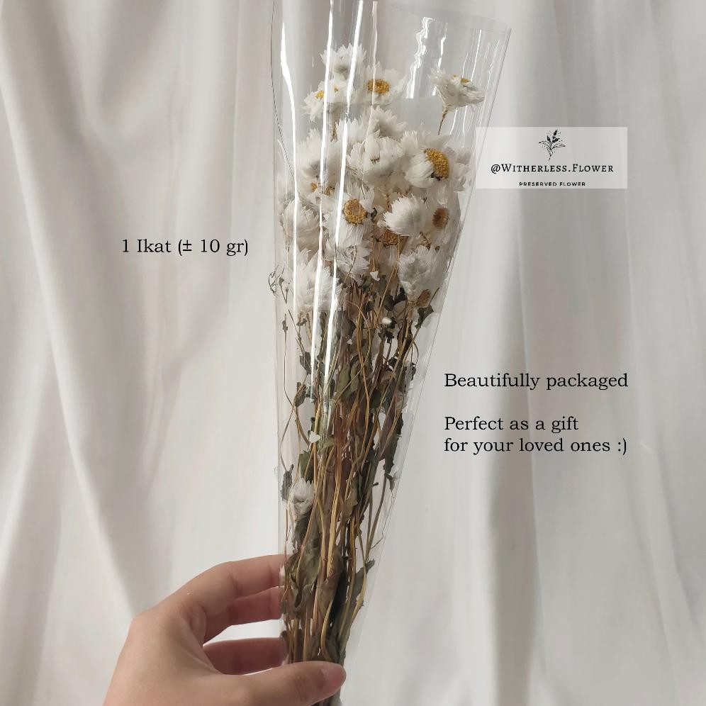 Promo 10 Gr Dried Rodanthe Flower / Dried Flower Daisy Rodanthe / Bunga Kering Ugi-113