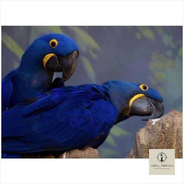 

NEW TELUR TETAS FERTIL BURUNG MACAW HYACINTH BIRU TELUR UNTUK DI TETASKAN TERBAIK