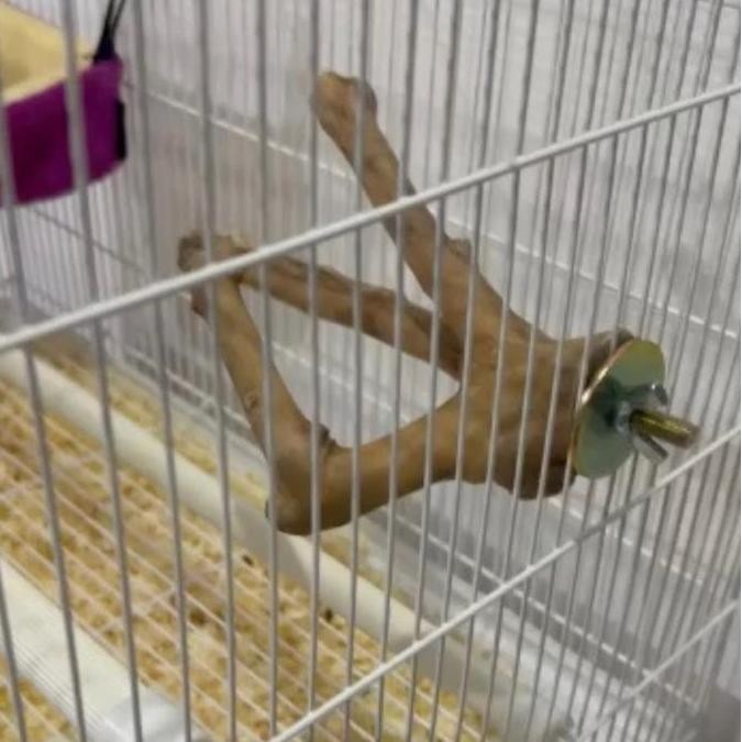 Kayu Kopi Size Kecil Untuk Kandang Sugar Glider, Burung & Pet Lainnya