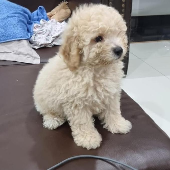 (Best) anjing puddle toy ( anakan )