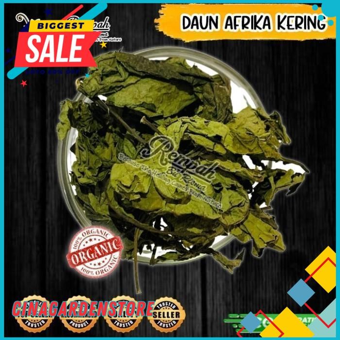 

HERBAL DAUN AFRIKA KERING BERAT BERSIH PRODUK 500 GRAM DIJAMIN GRATIS ONGKIR