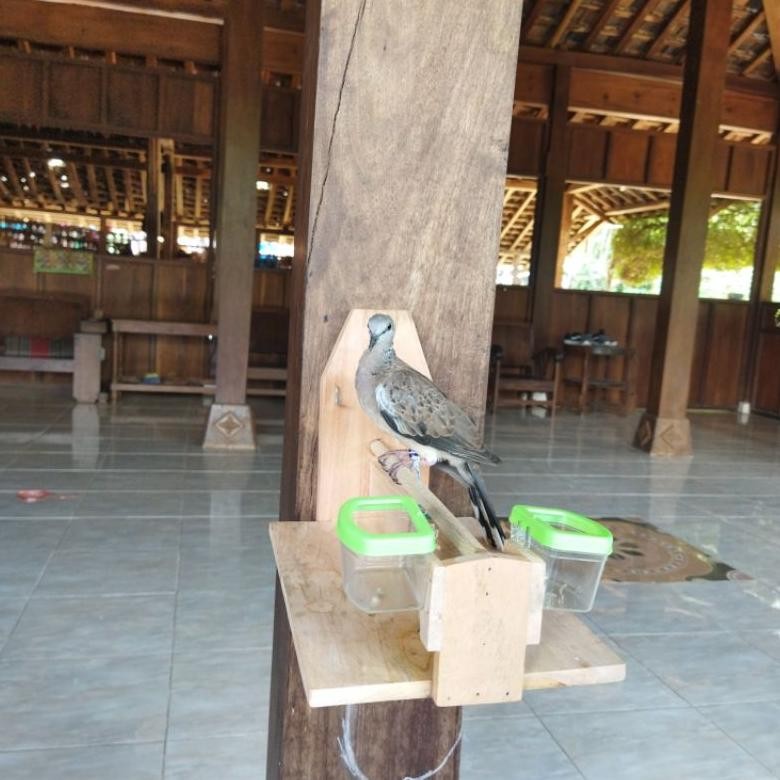Sangkar Layang Tekukur Deruk Derkuku Puter Pelong Perkutut Kutilang Sangkar Burung Murah